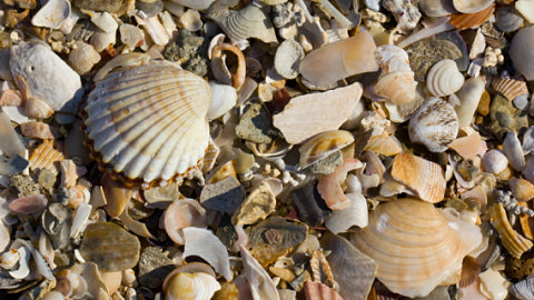 Seashell Reflections from the Shore